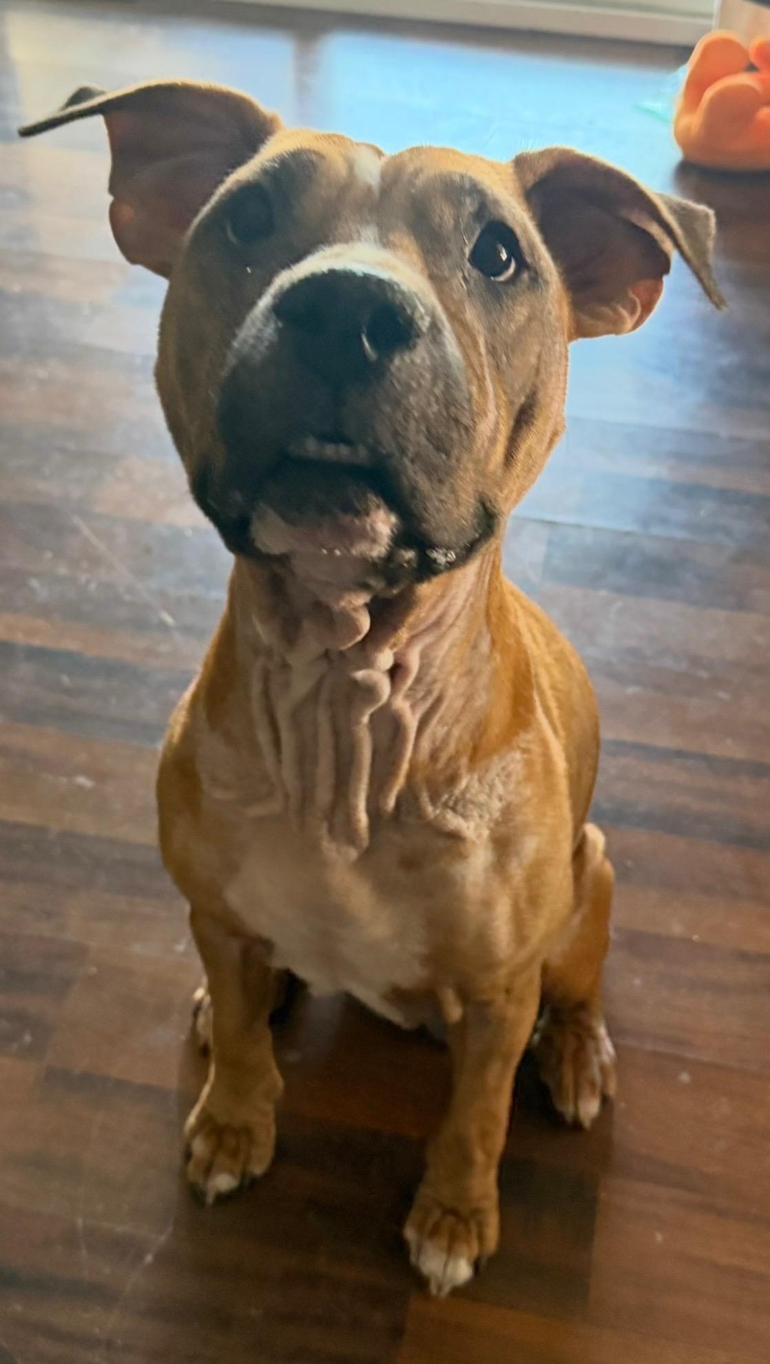 Enlarge Ellie, a Adoptable mixed breed in Round Rock, TX image 4/6