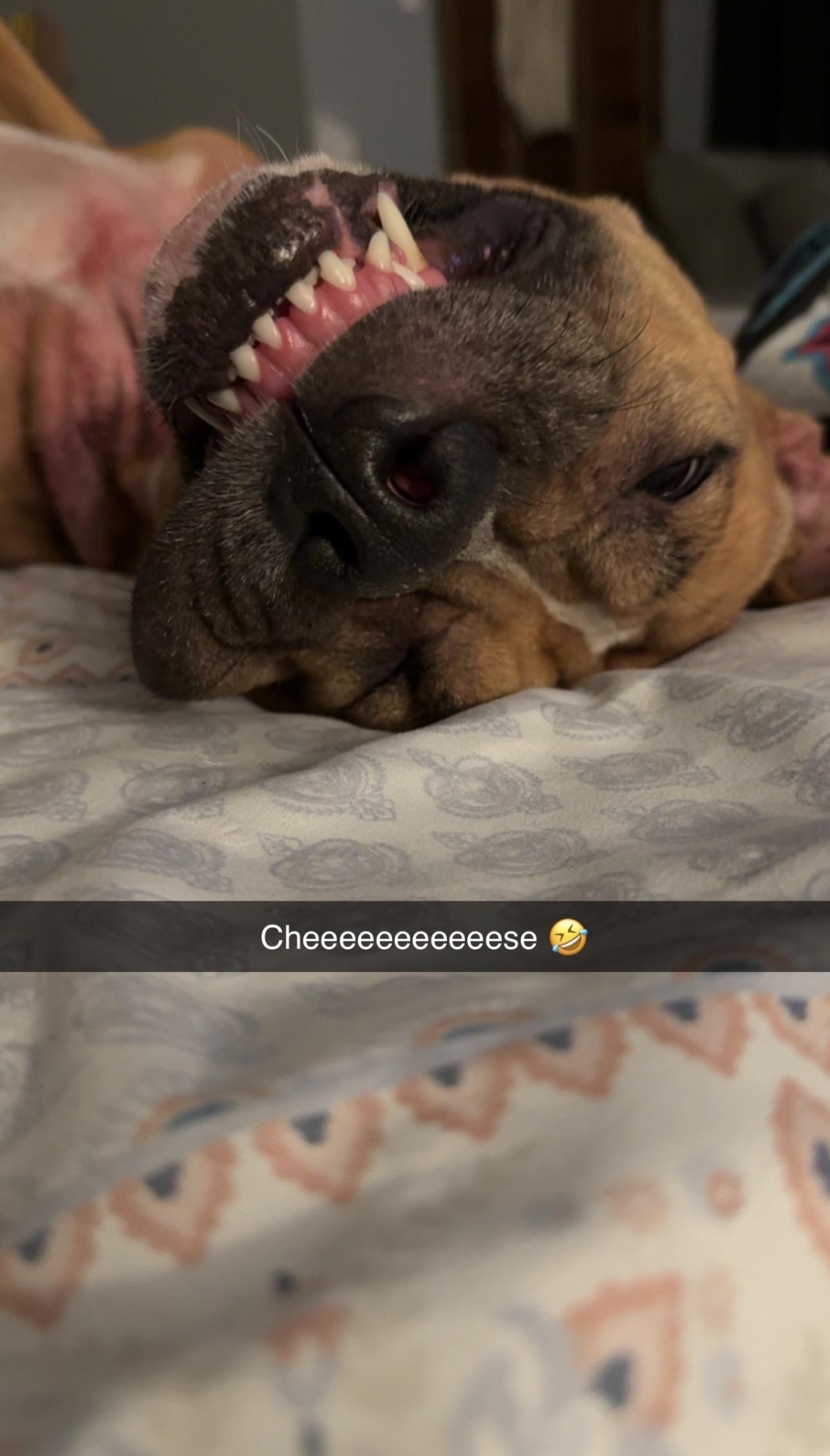 Enlarge Ellie, a Adoptable mixed breed in Round Rock, TX image 5/6