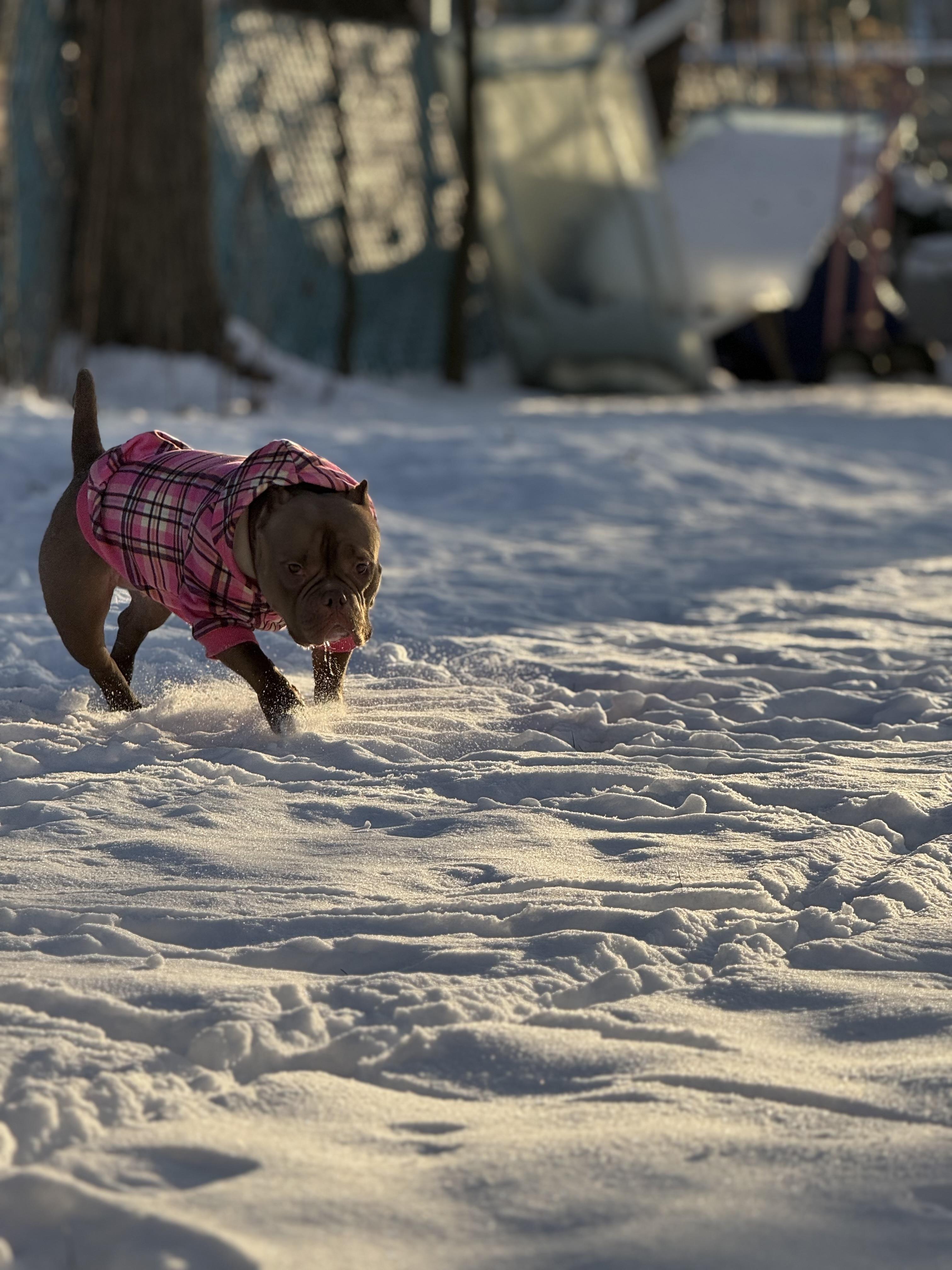 Laika, an adopted mixed breed in Mahwah, NJ image 4/6