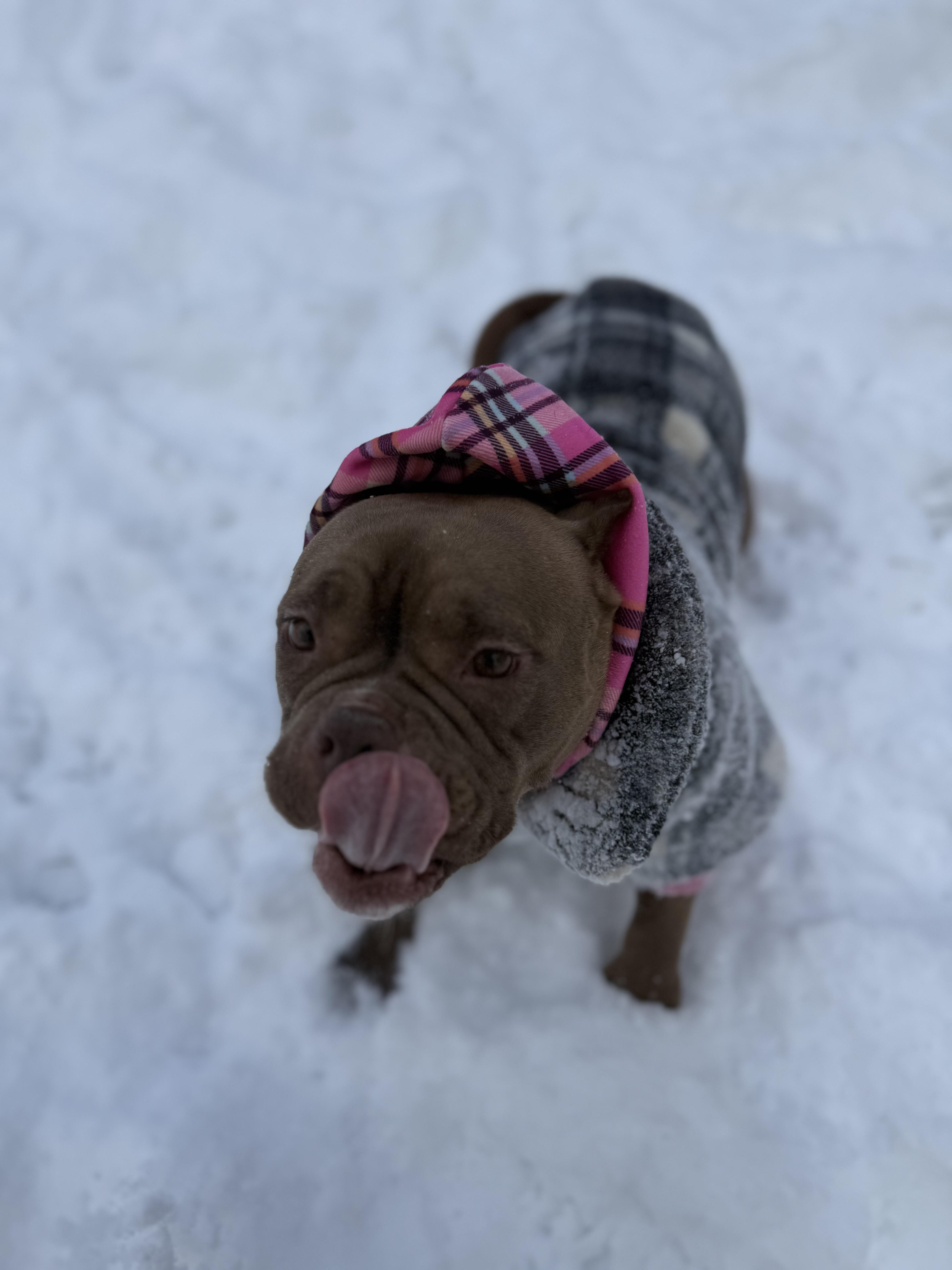 Laika, an adopted mixed breed in Mahwah, NJ image 2/6