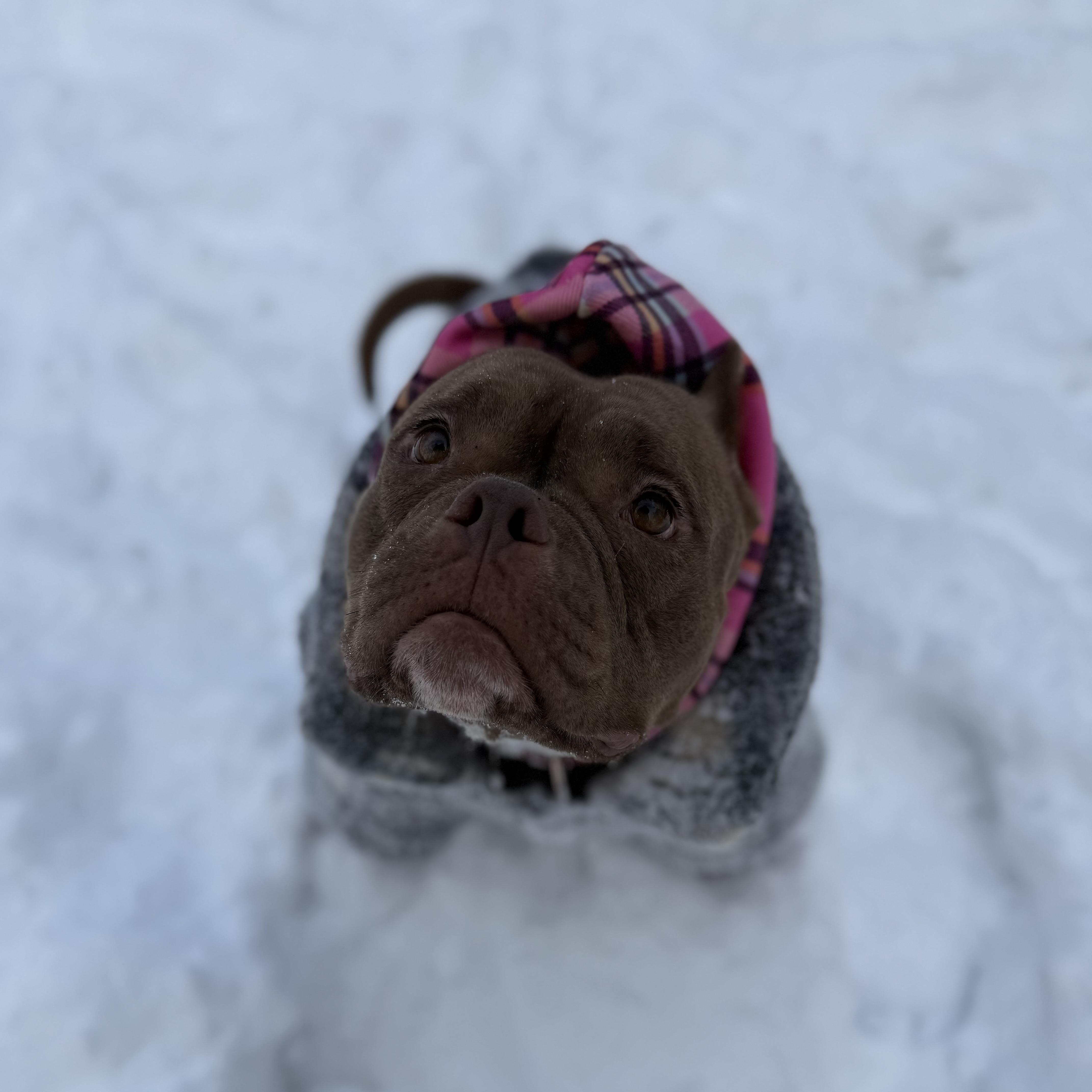 Laika, ADOPTABLE, Adult Female American Bully & French Bulldog.