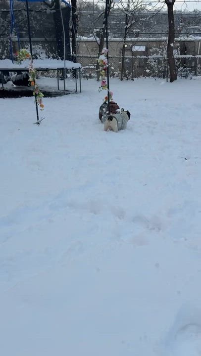 Enlarge Laika, an adopted mixed breed in Mahwah, NJ video 3/6