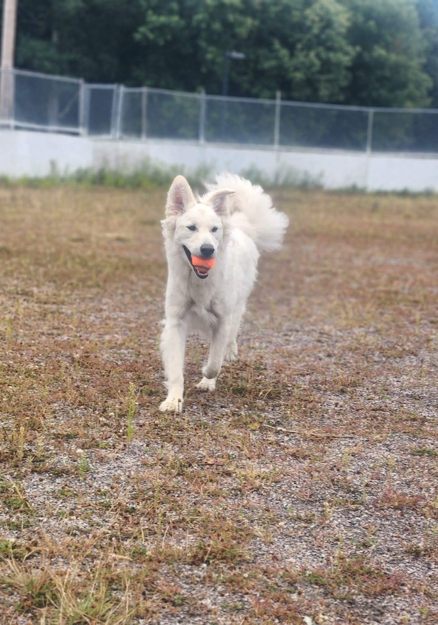 Mochi, a Adoptable mixed breed in Lively, ON image 2/3