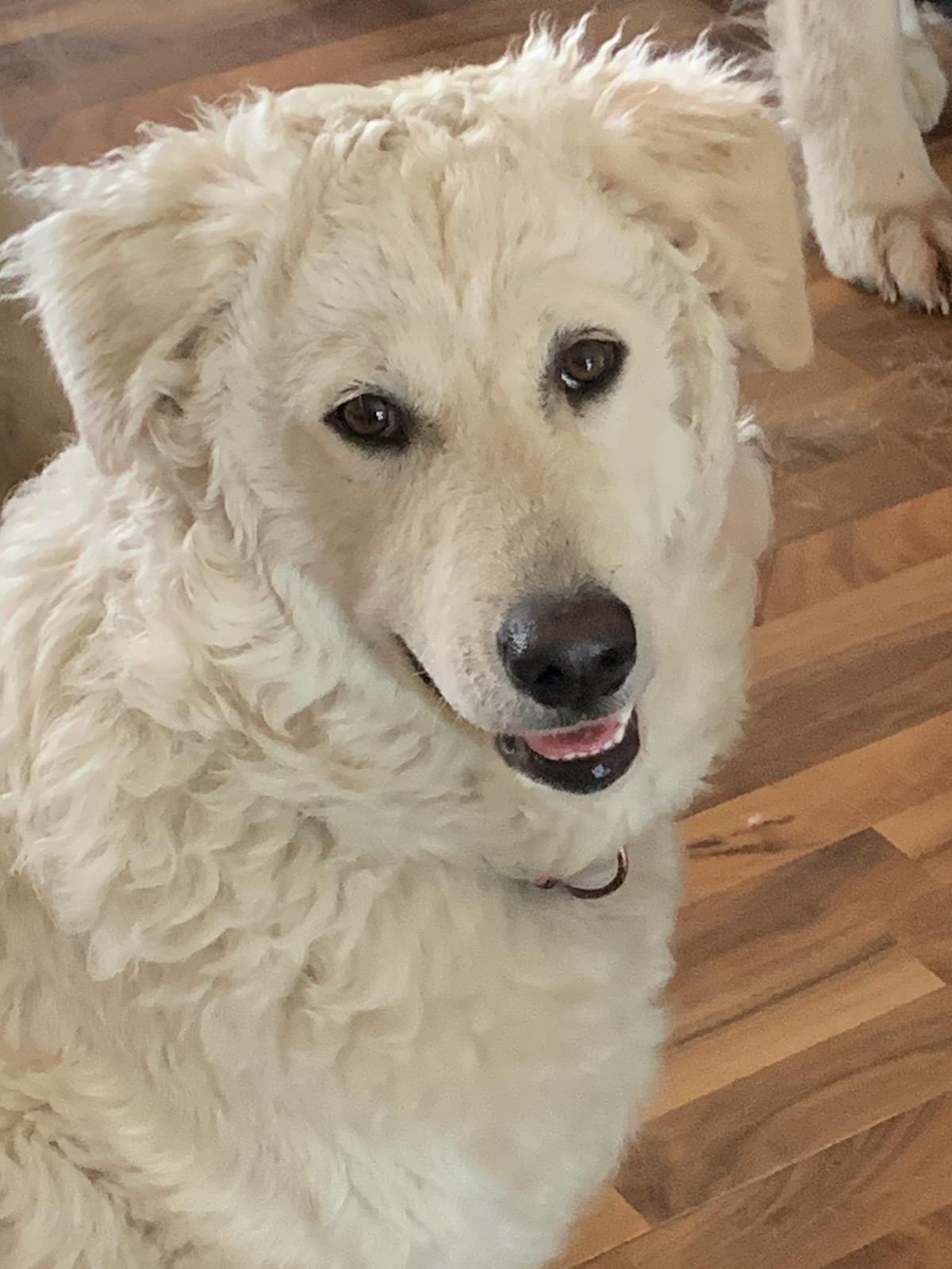 Mochi, a Adoptable mixed breed in Lively, ON image 1/3