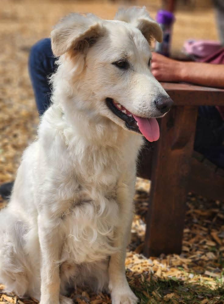 Mochi, a Adoptable mixed breed in Lively, ON image 3/3