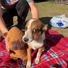 Enlarge Chloe, an adopted mixed breed in Little Rock, AR image 2/4