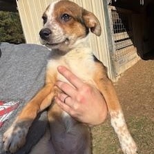 Enlarge Chloe, an adopted mixed breed in Little Rock, AR image 4/4