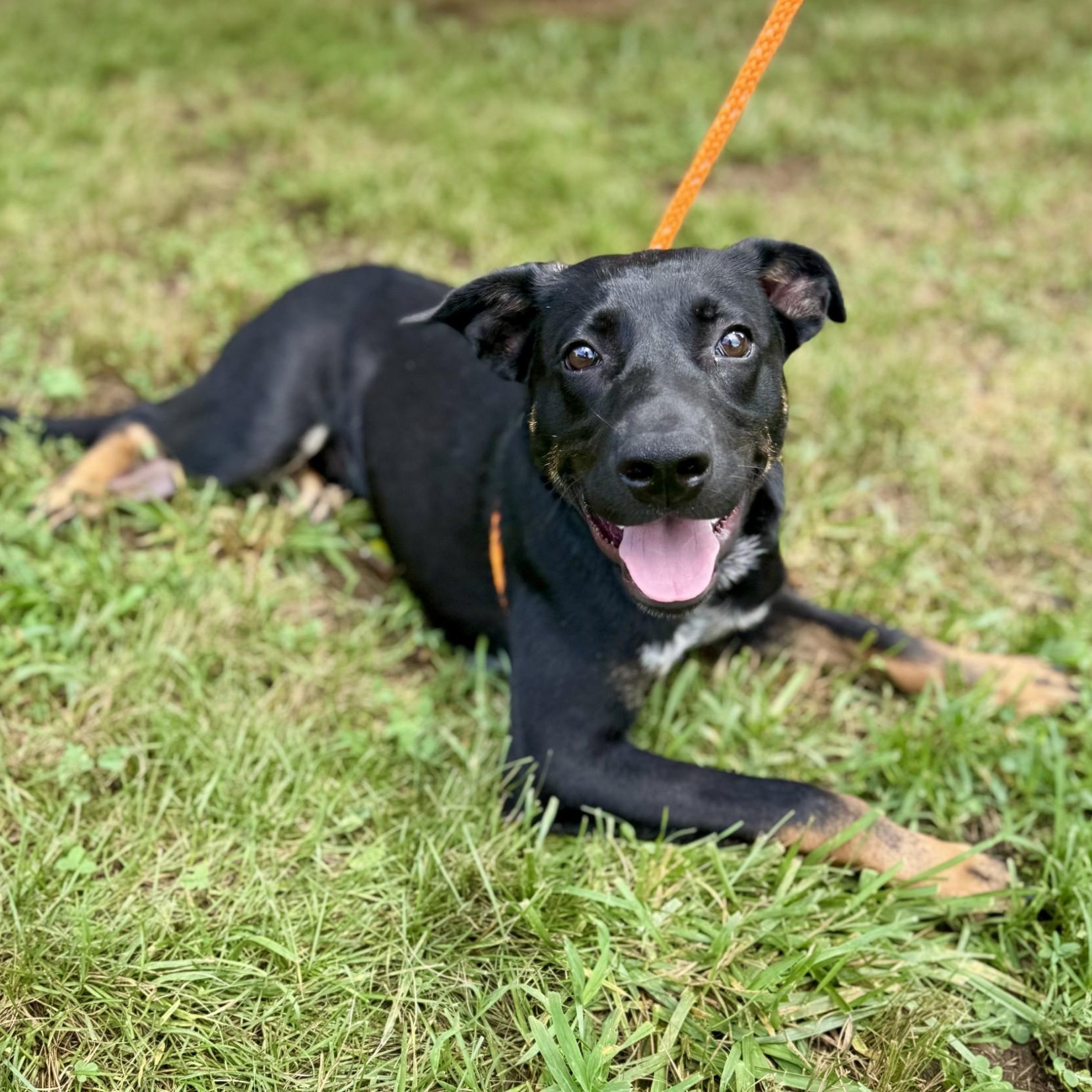 Banjo Chester (CONC-A-8095), Young Male Australian Cattle Dog / Blue Heeler