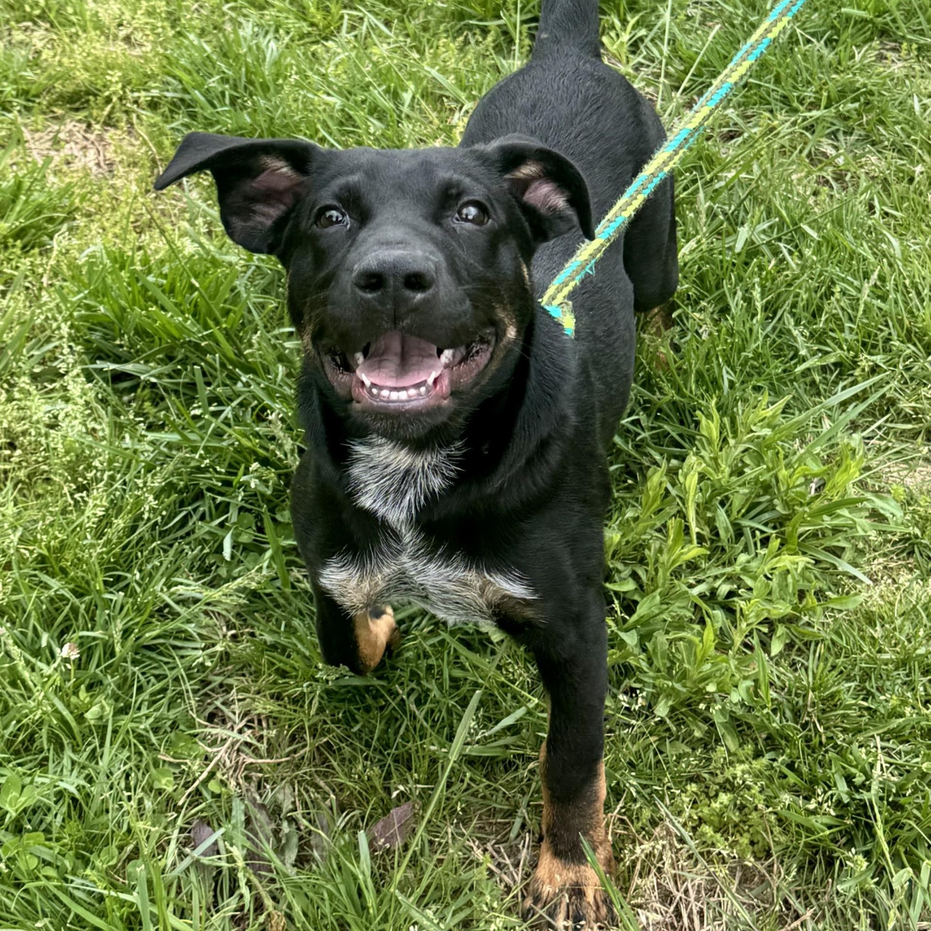 Banjo Chester (CONC-A-8095)