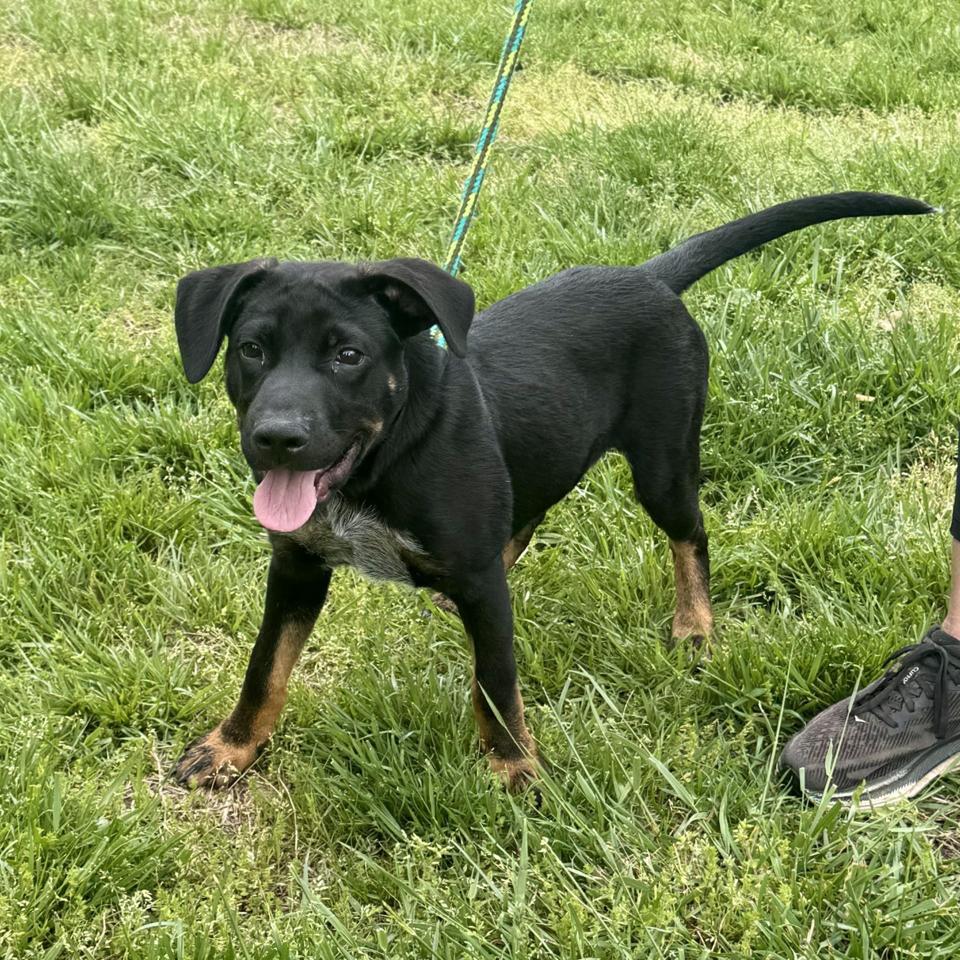 Banjo Chester (CONC-A-8095)