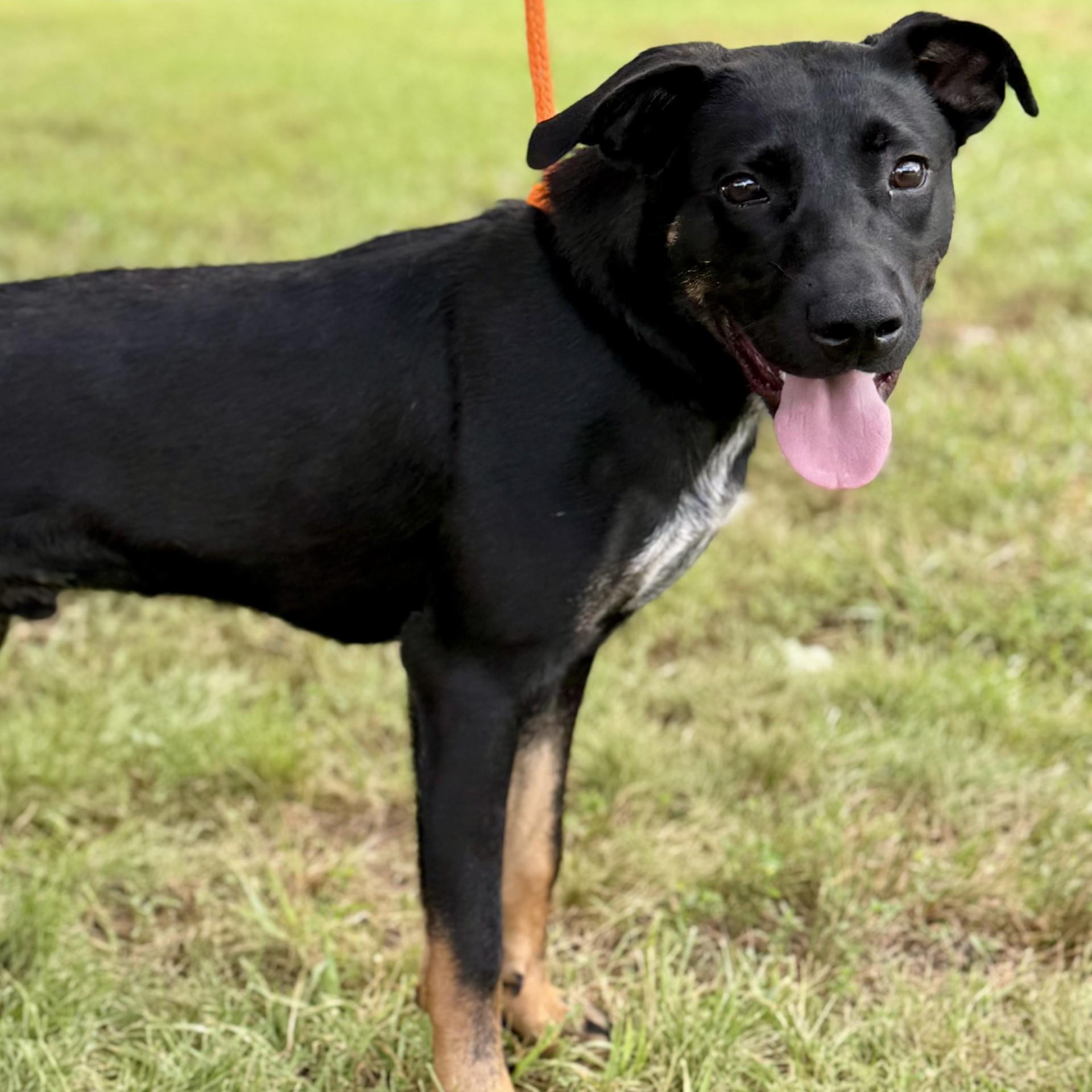 Banjo Chester (CONC-A-8095)