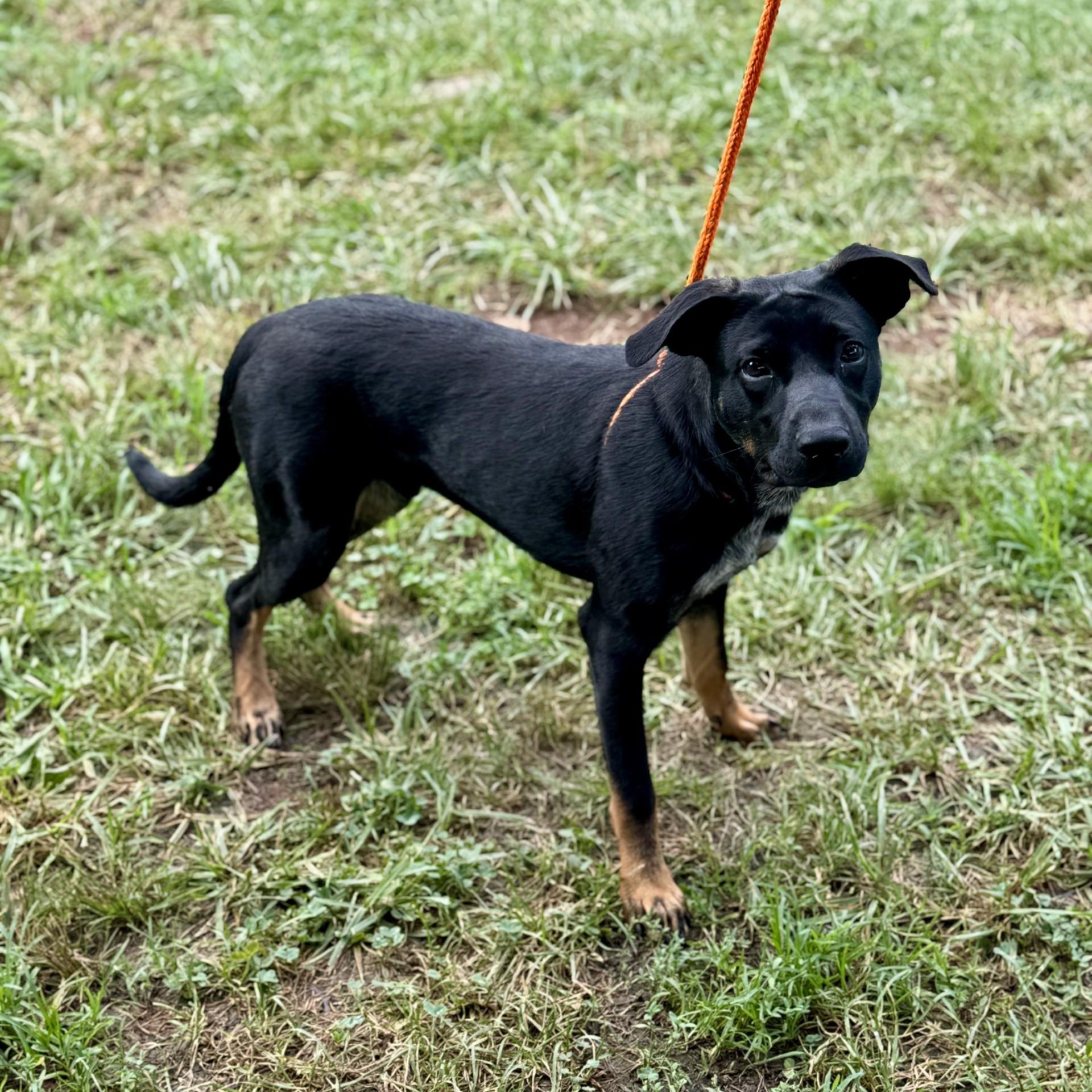 Banjo Chester (CONC-A-8095)