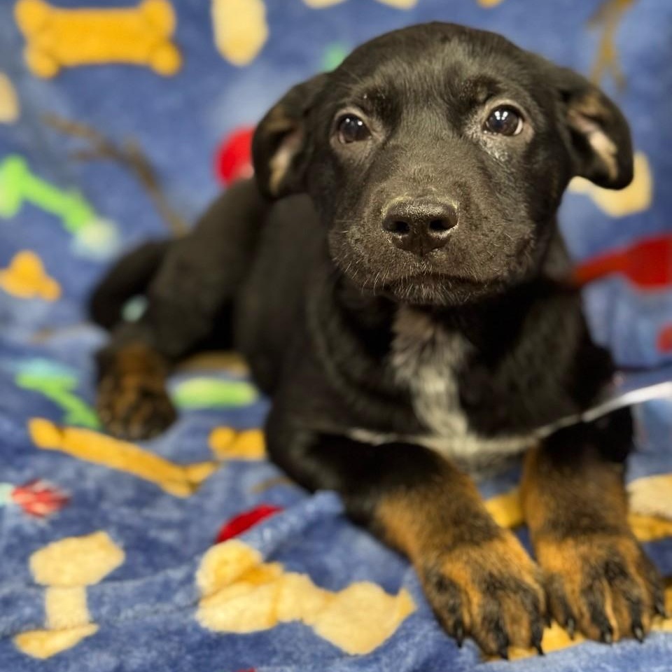 Banjo Chester (CONC-A-8095)