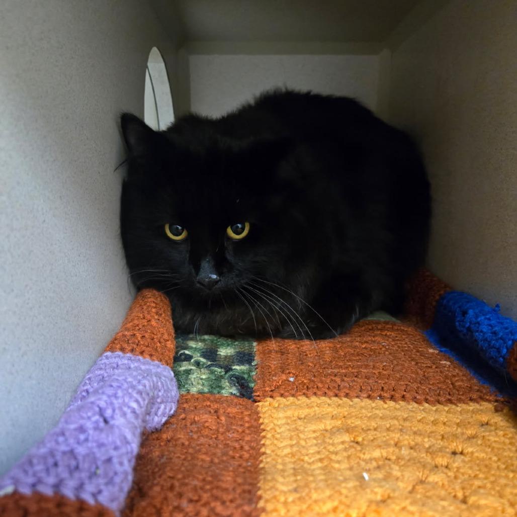 Enlarge Beans, a Adoptable Domestic Long Hair in Durango, CO image 1/1