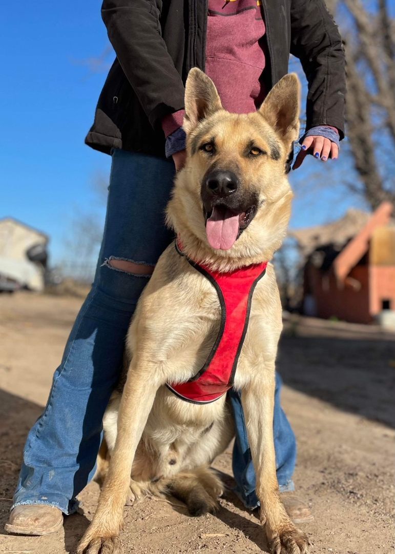 King, a Adoptable German Shepherd Dog in Thatcher, AZ image 1/12