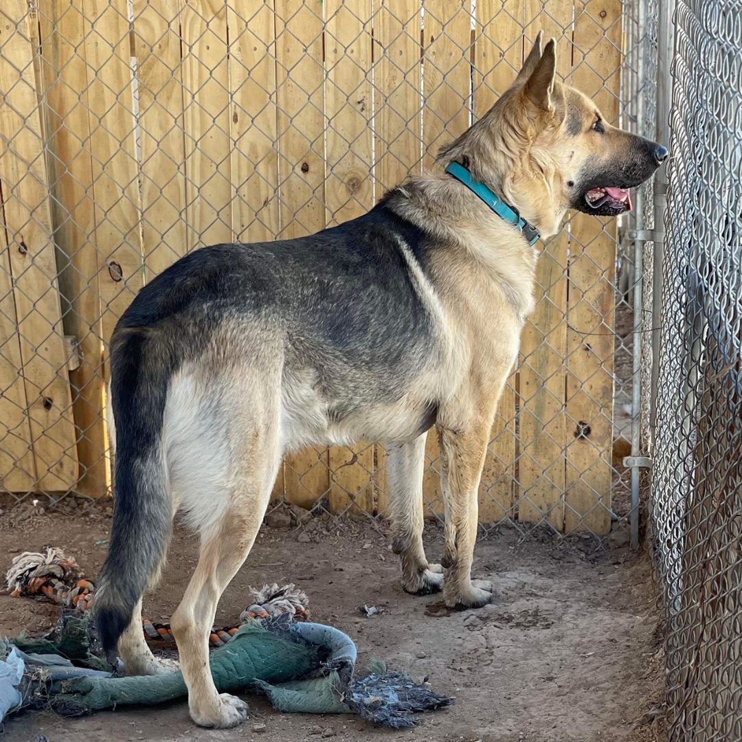 King, a Adoptable German Shepherd Dog in Thatcher, AZ image 2/12