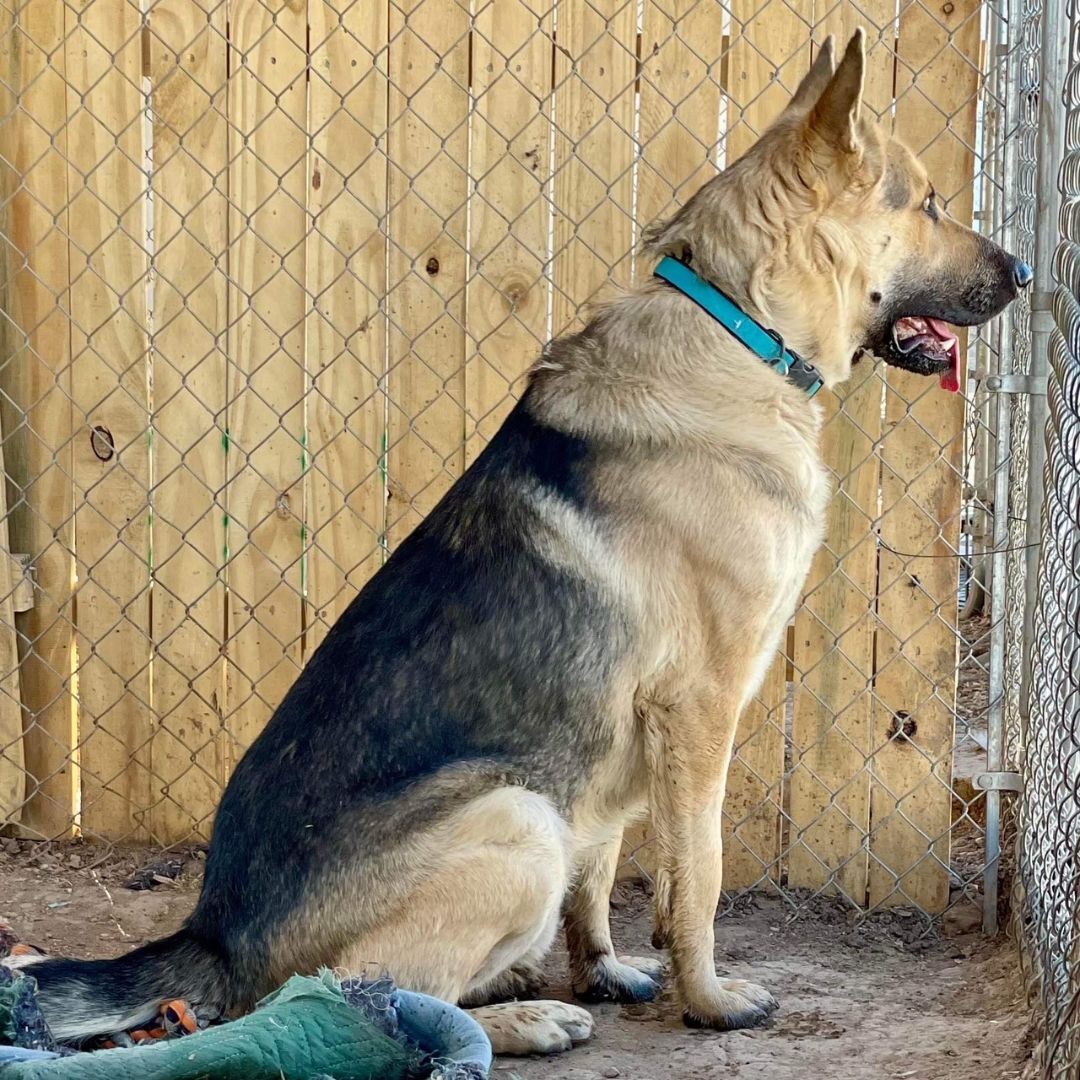 King, a Adoptable German Shepherd Dog in Thatcher, AZ image 3/12