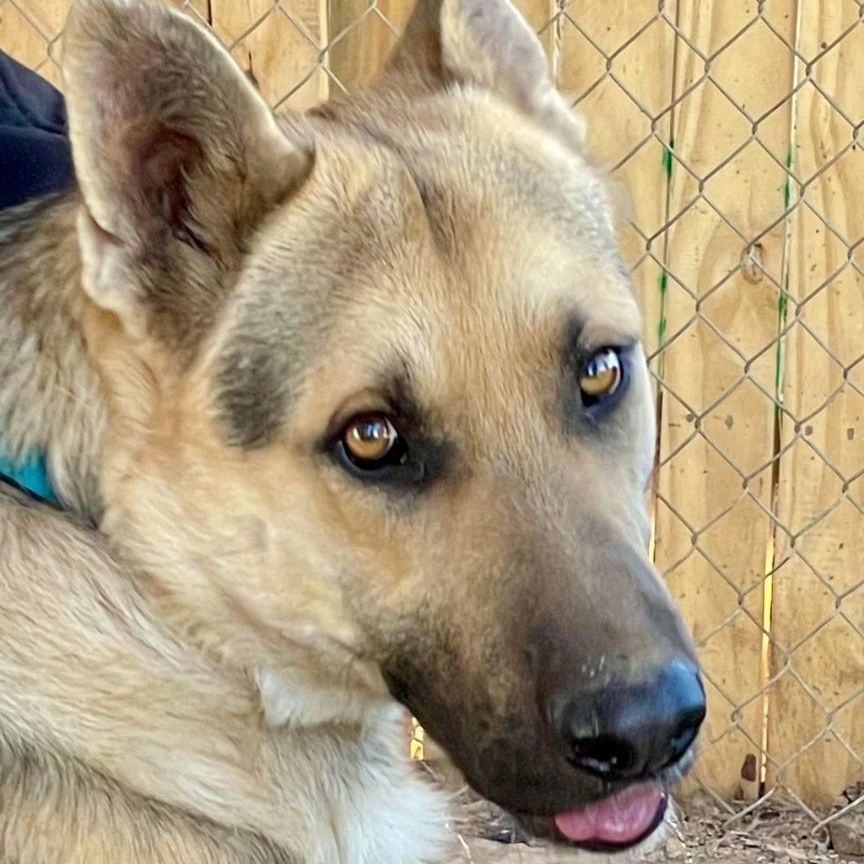 King, a Adoptable German Shepherd Dog in Thatcher, AZ image 4/12