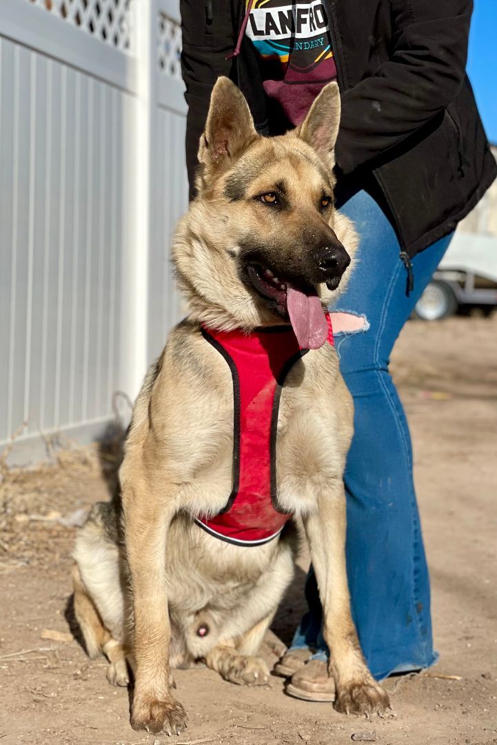 King, a Adoptable German Shepherd Dog in Thatcher, AZ image 5/12