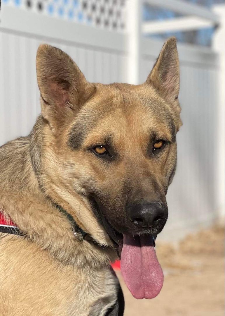 King, a Adoptable German Shepherd Dog in Thatcher, AZ image 6/12