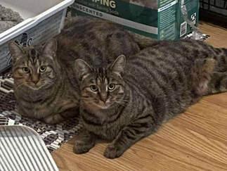 Enlarge Piper & Jewel, a Adoptable mixed breed in Mississauga, ON image 1/2