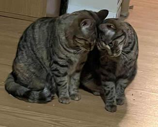 Enlarge Piper & Jewel, a Adoptable mixed breed in Mississauga, ON image 2/2