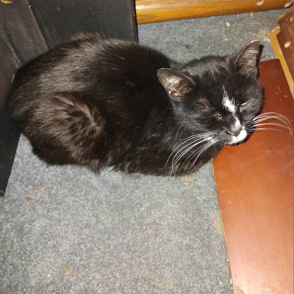 Enlarge Lexi Barn, a Adoptable Domestic Short Hair in Middletown, OH image 1/1