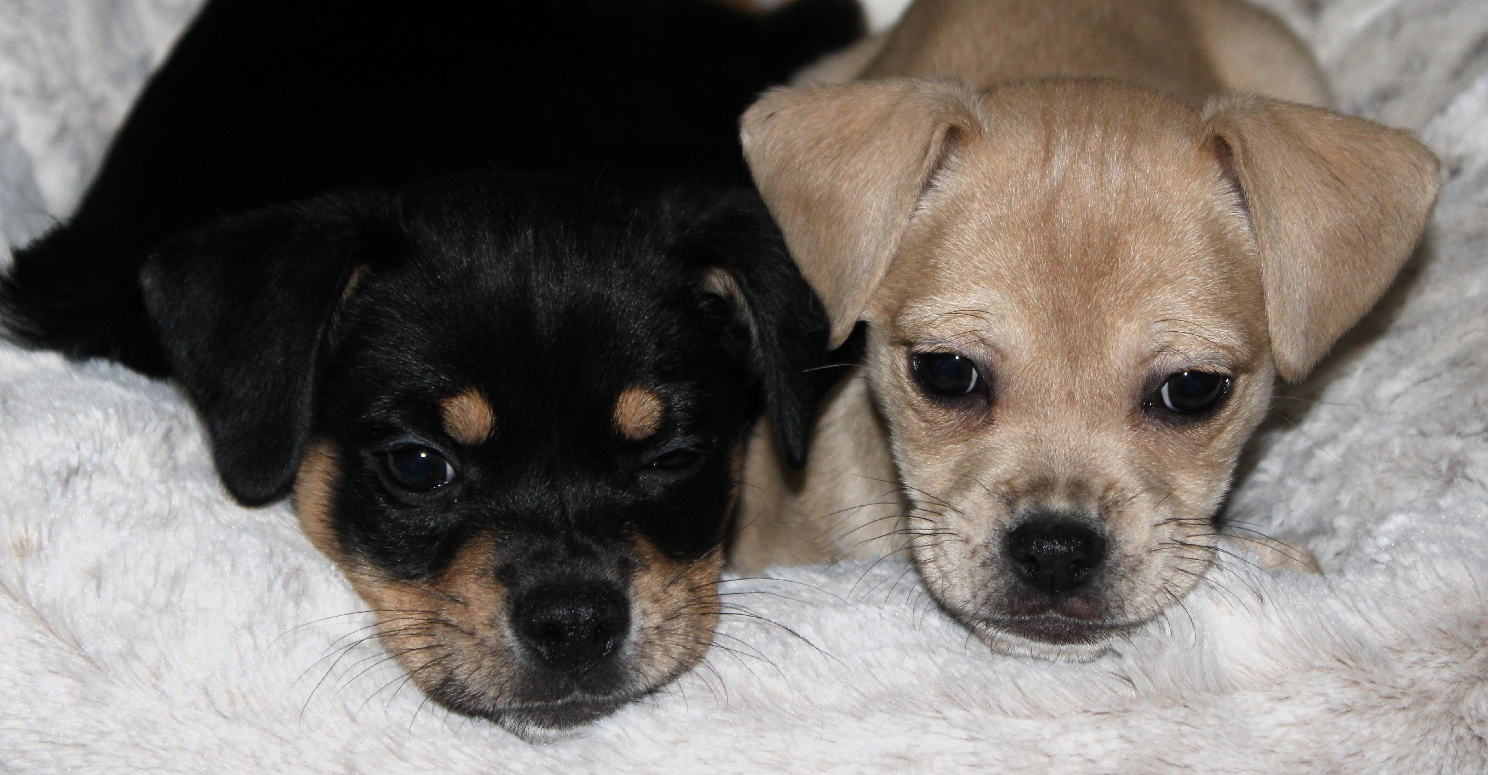 Enlarge Bella, a ADOPTABLE mixed breed in Little Rock, AR image 3/6