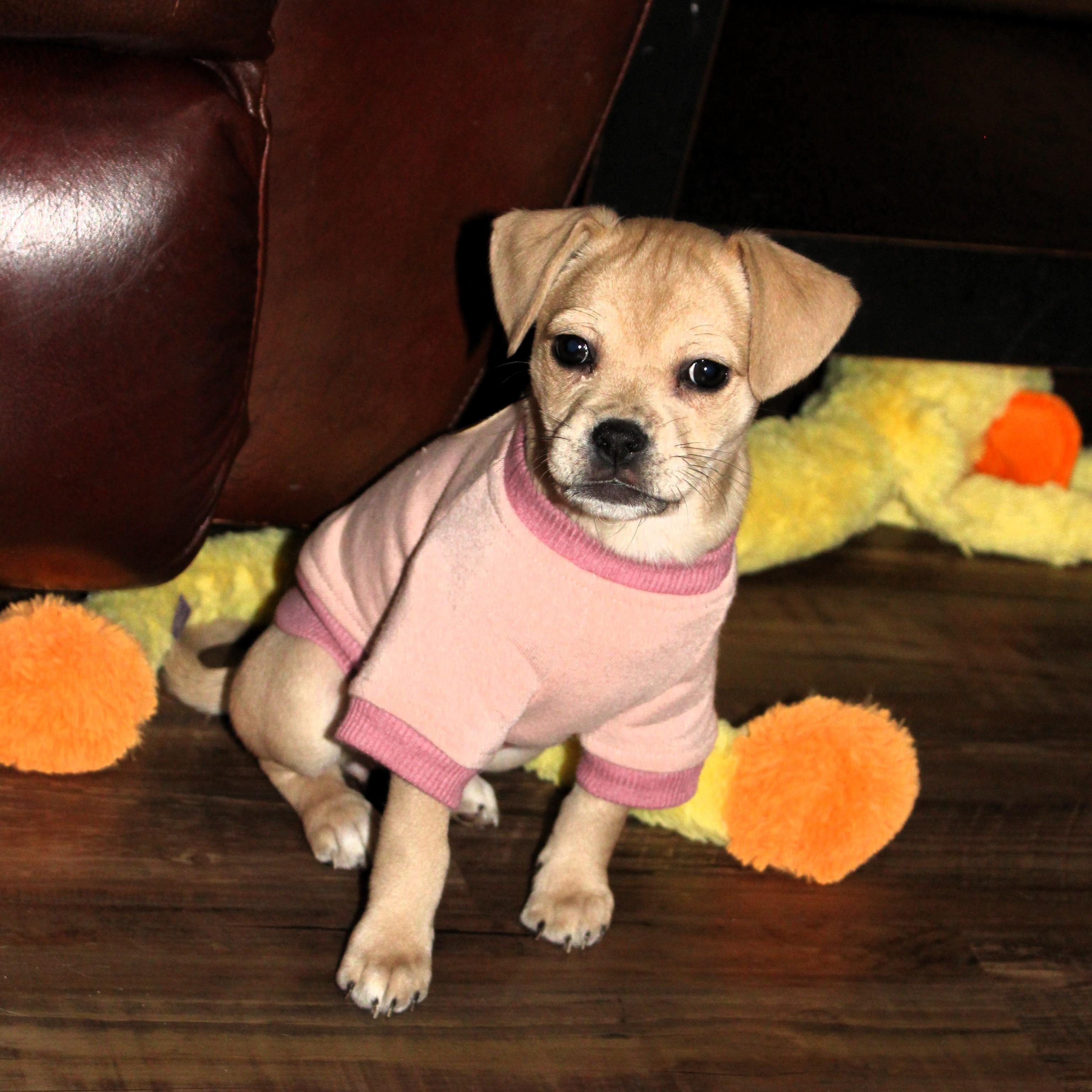 Bella, ADOPTABLE, Puppy Female Beagle & Pug.