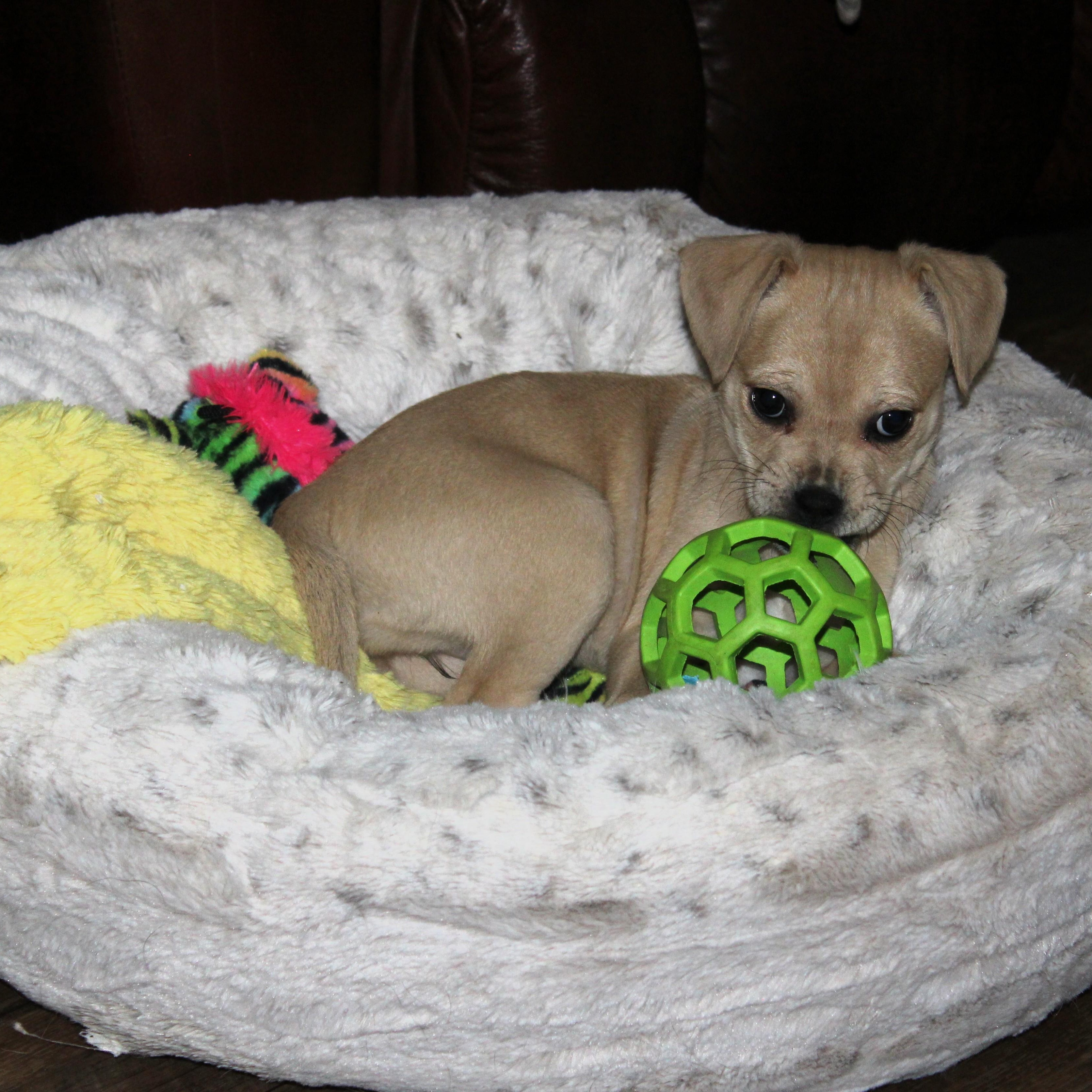 Enlarge Bella, a ADOPTABLE mixed breed in Little Rock, AR image 2/6