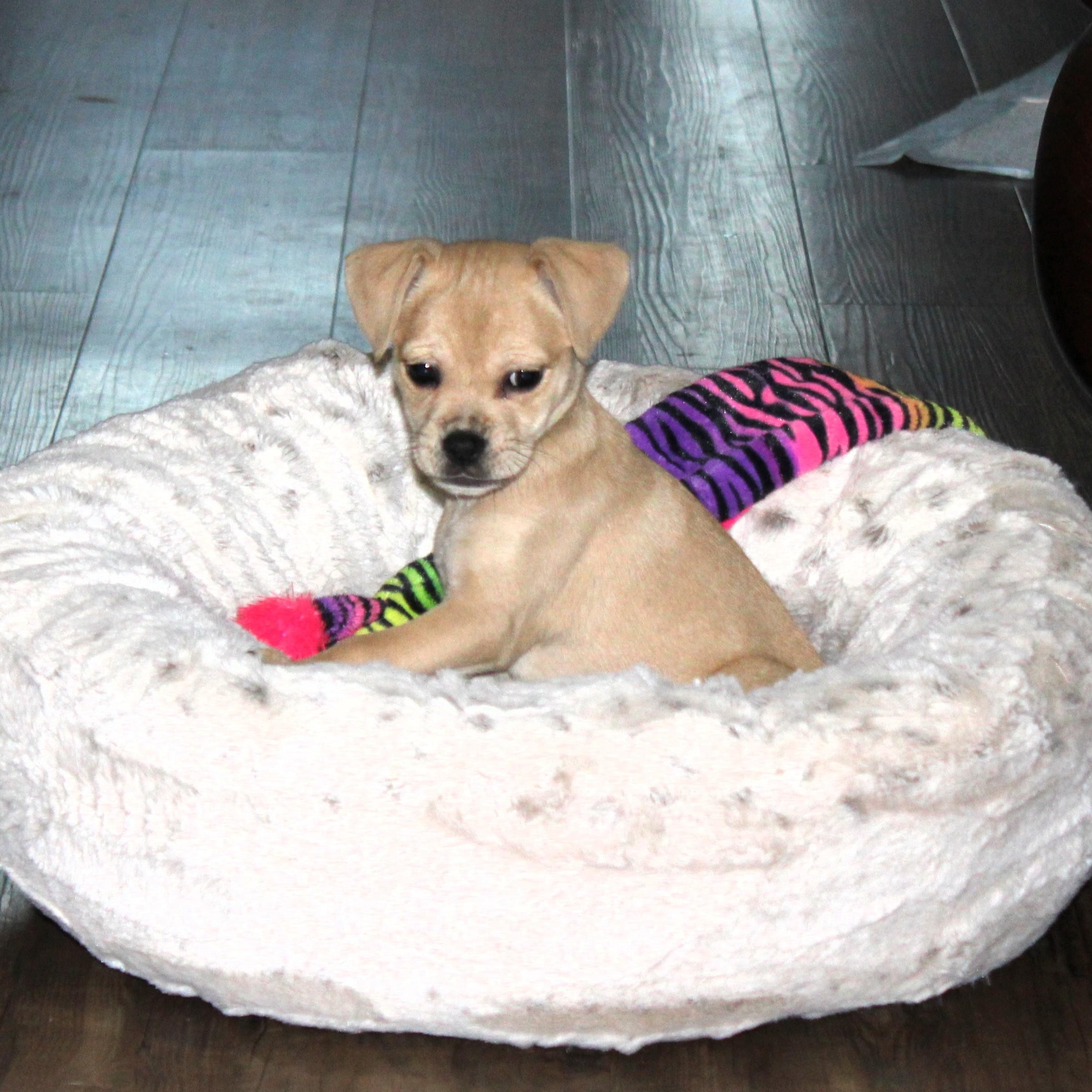 Enlarge Bella, a ADOPTABLE mixed breed in Little Rock, AR image 4/6