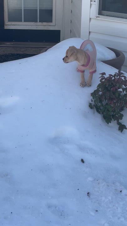 Enlarge Bella, a ADOPTABLE mixed breed in Little Rock, AR video 5/6