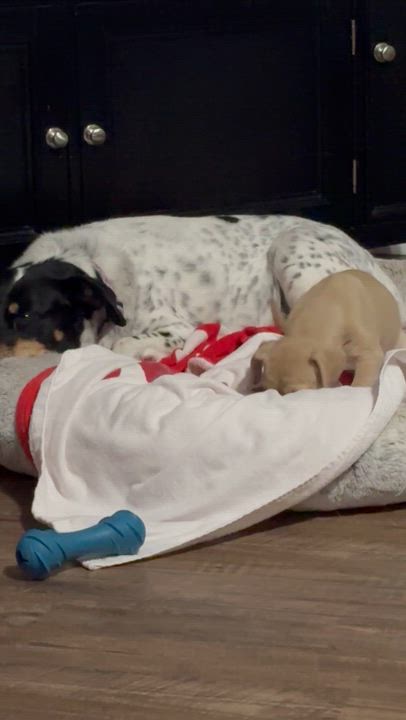 Enlarge Bella, a ADOPTABLE mixed breed in Little Rock, AR video 6/6