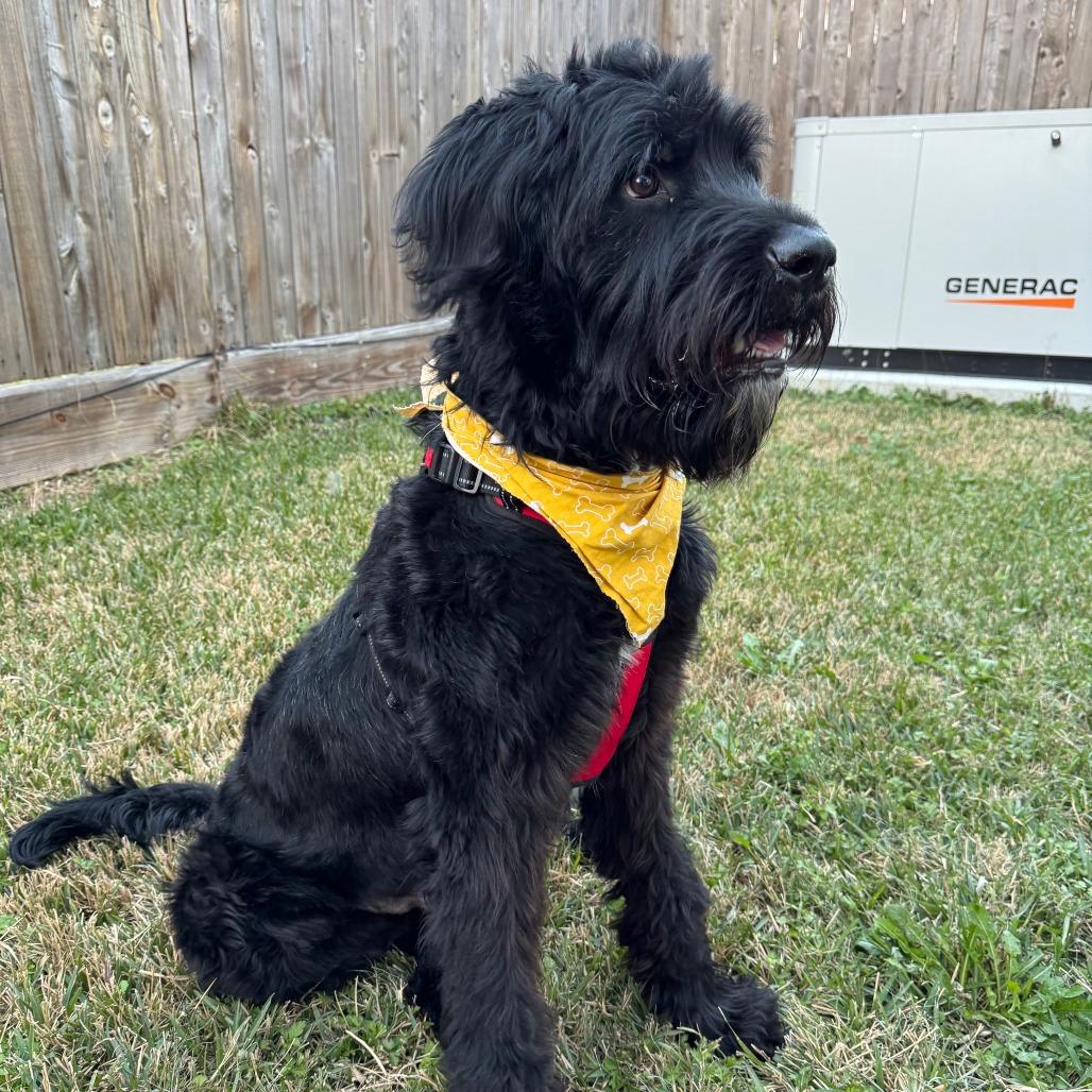 Marshall thumbnail 3