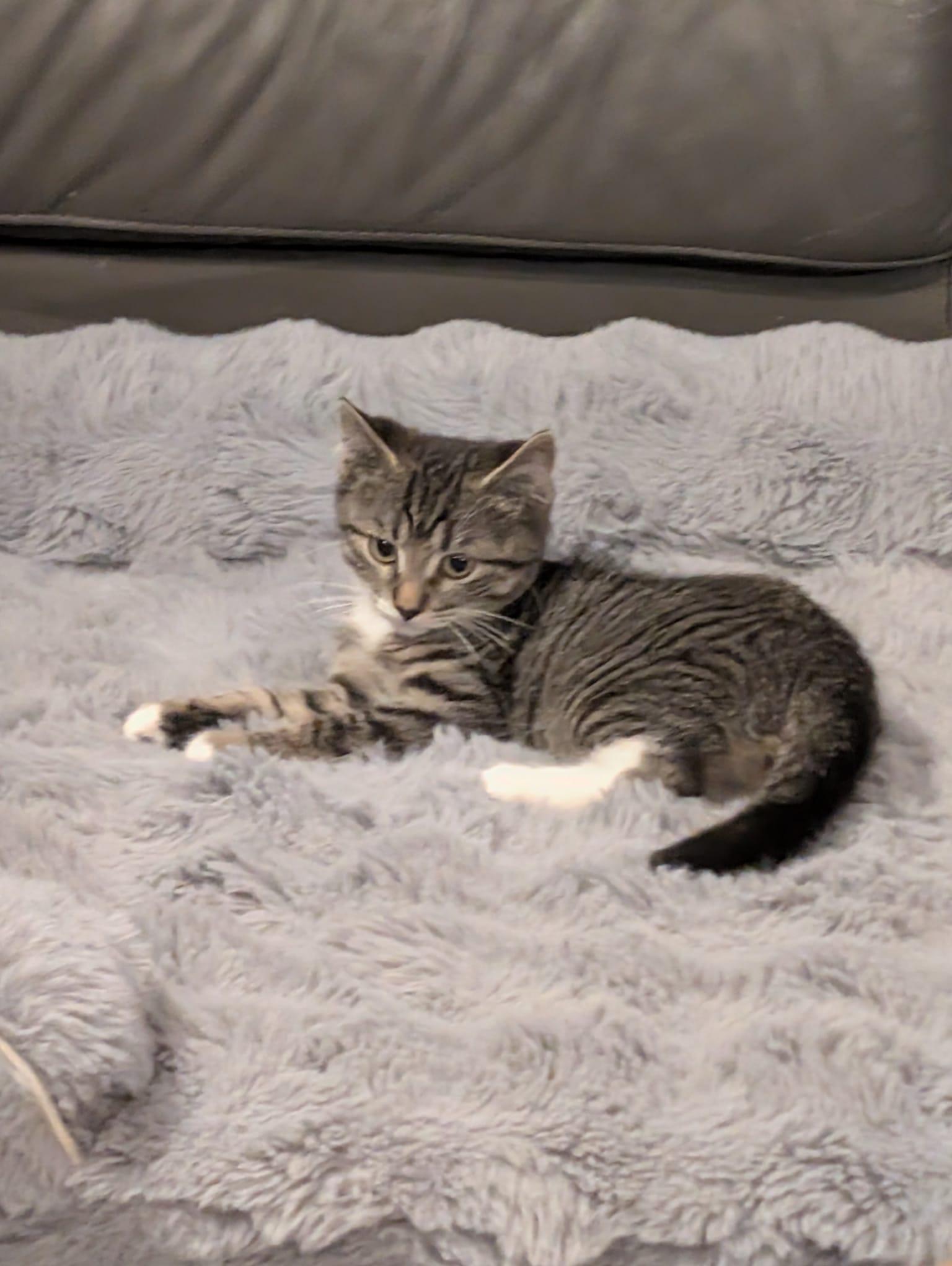 Enlarge Ernie, a Adopted Domestic Medium Hair in Acton, ON image 3/3