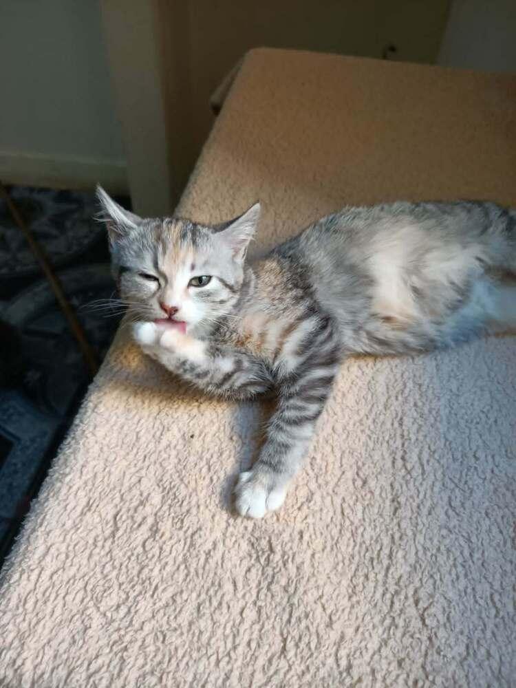 Nour, Adoptable, Kitten Female Egyptian Mau & Bengal.