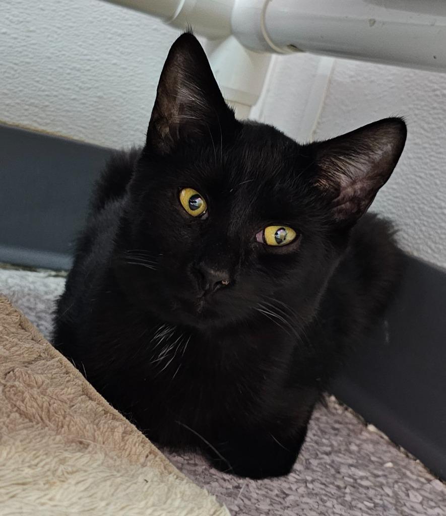 Dash, Adoptable, Young Male Domestic Short Hair.