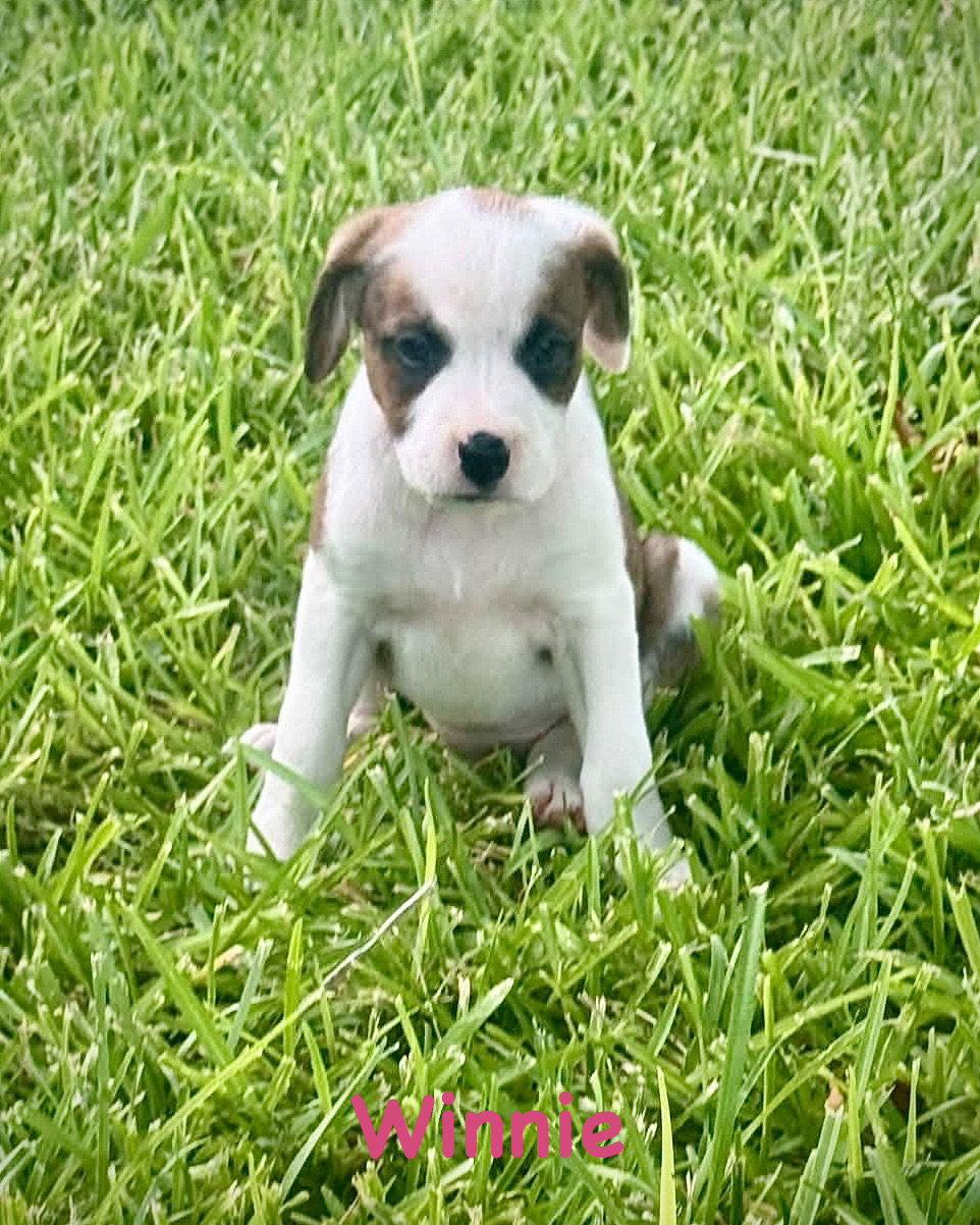 Bear Litter - Winnie, Adoptable, Puppy Female Boxer.