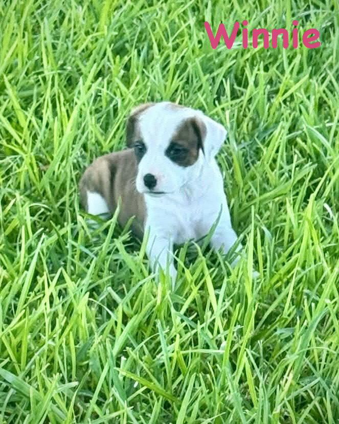Enlarge Bear Litter - Winnie, a Adoptable Boxer in Monticello, NY image 2/2
