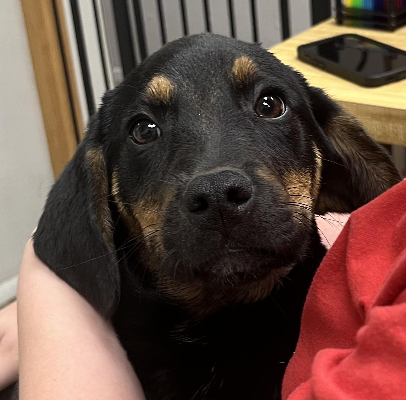 Thunder, ADOPTABLE, Young Male Labrador Retriever & German Shorthaired Pointer.