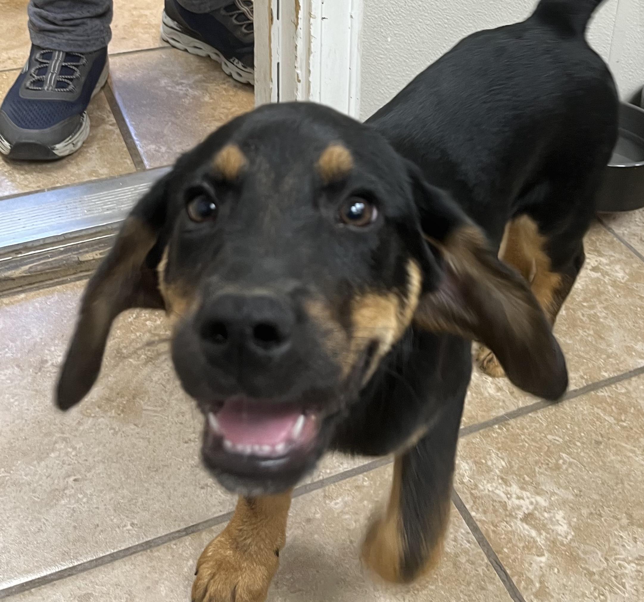 Enlarge Thunder, a ADOPTABLE mixed breed in Farmington, MO image 2/3