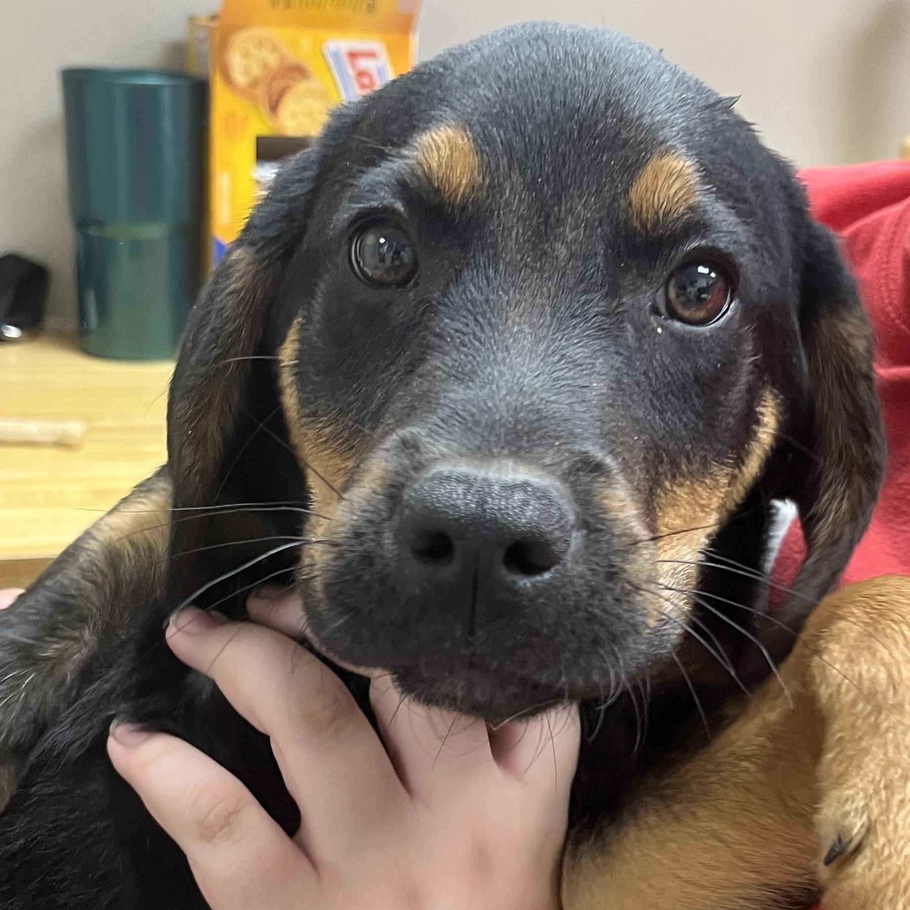 Enlarge Thunder, a ADOPTABLE mixed breed in Farmington, MO image 3/3