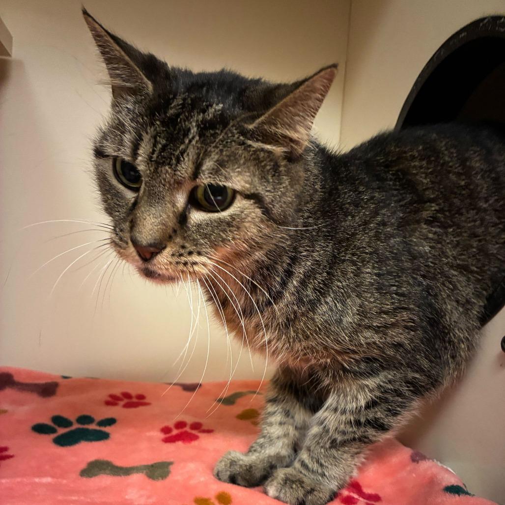 Enlarge Eira, a Adoptable Domestic Short Hair in Dayton, OH image 1/4