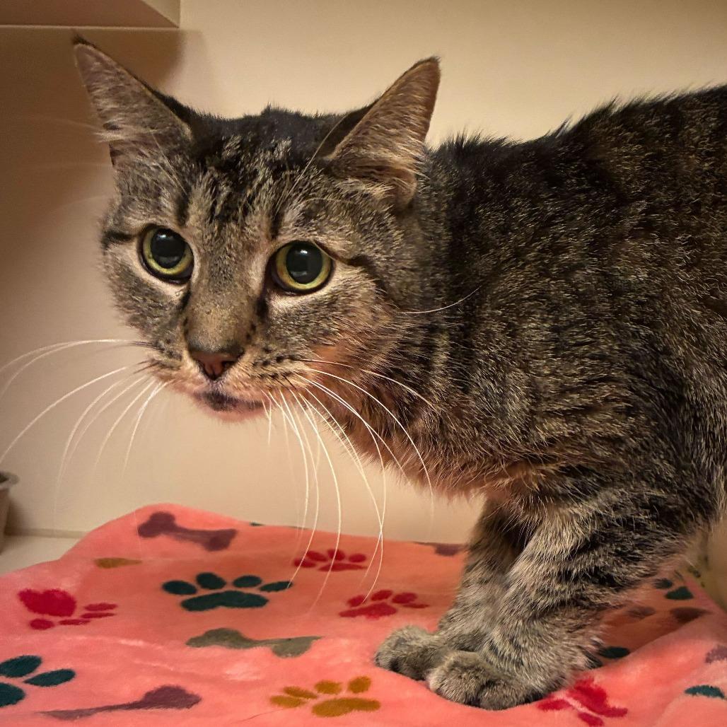 Enlarge Eira, a Adoptable Domestic Short Hair in Dayton, OH image 2/4