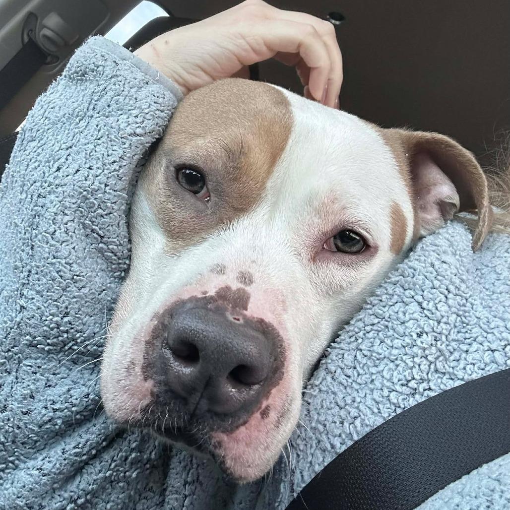 Mack, Adoptable, Adult Male Pit Bull Terrier.