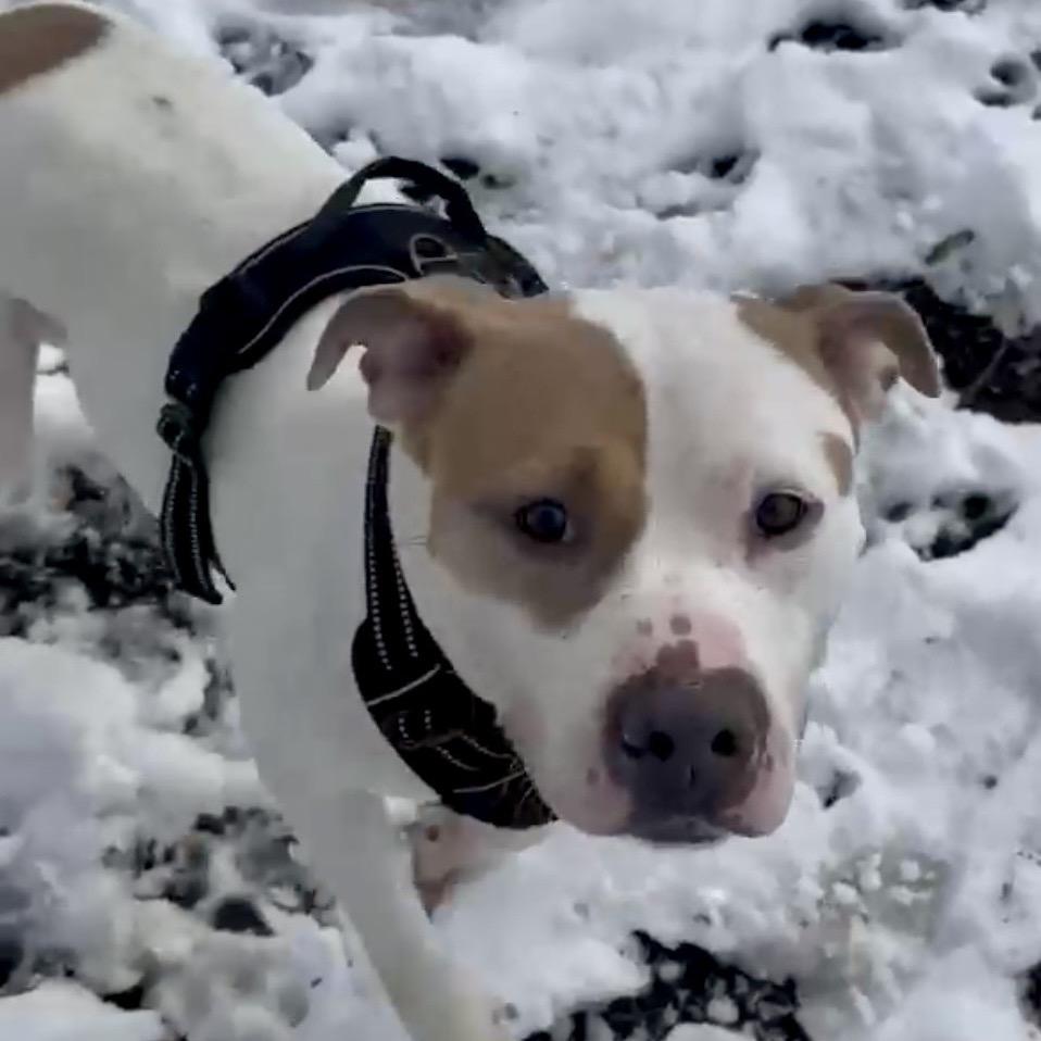 Enlarge Mack, a Adoptable Pit Bull Terrier in Overland Park, KS image 2/5