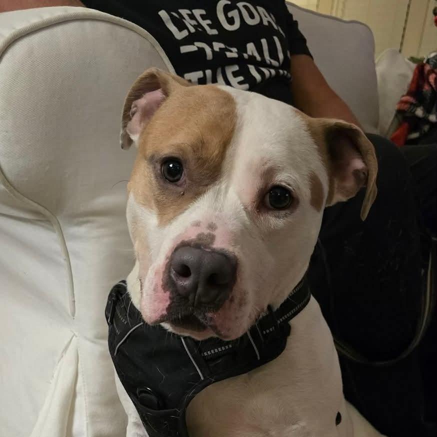 Enlarge Mack, a Adoptable Pit Bull Terrier in Overland Park, KS image 3/5