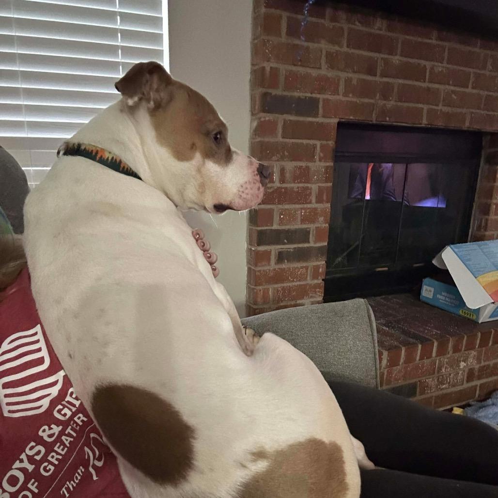 Enlarge Mack, a Adoptable Pit Bull Terrier in Overland Park, KS image 5/5