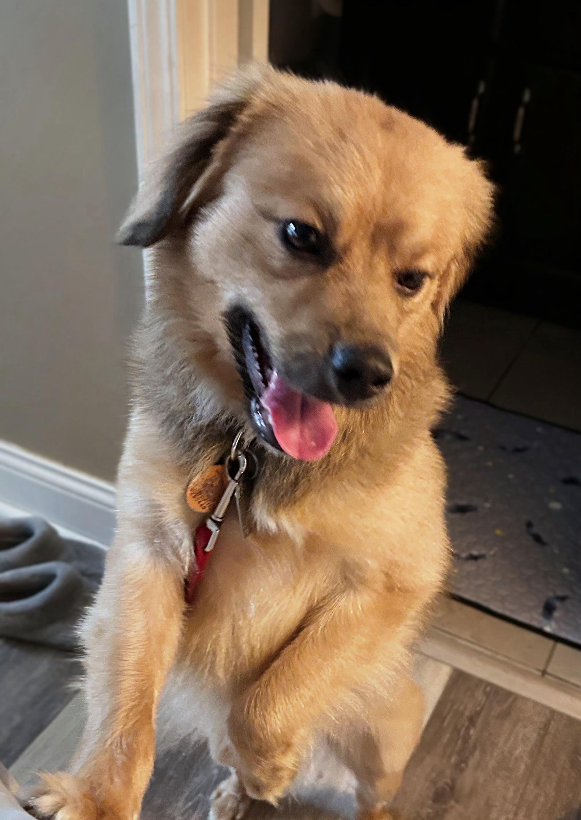 Enlarge Biscuit, a Adopted mixed breed in Scottsburg, IN image 3/4
