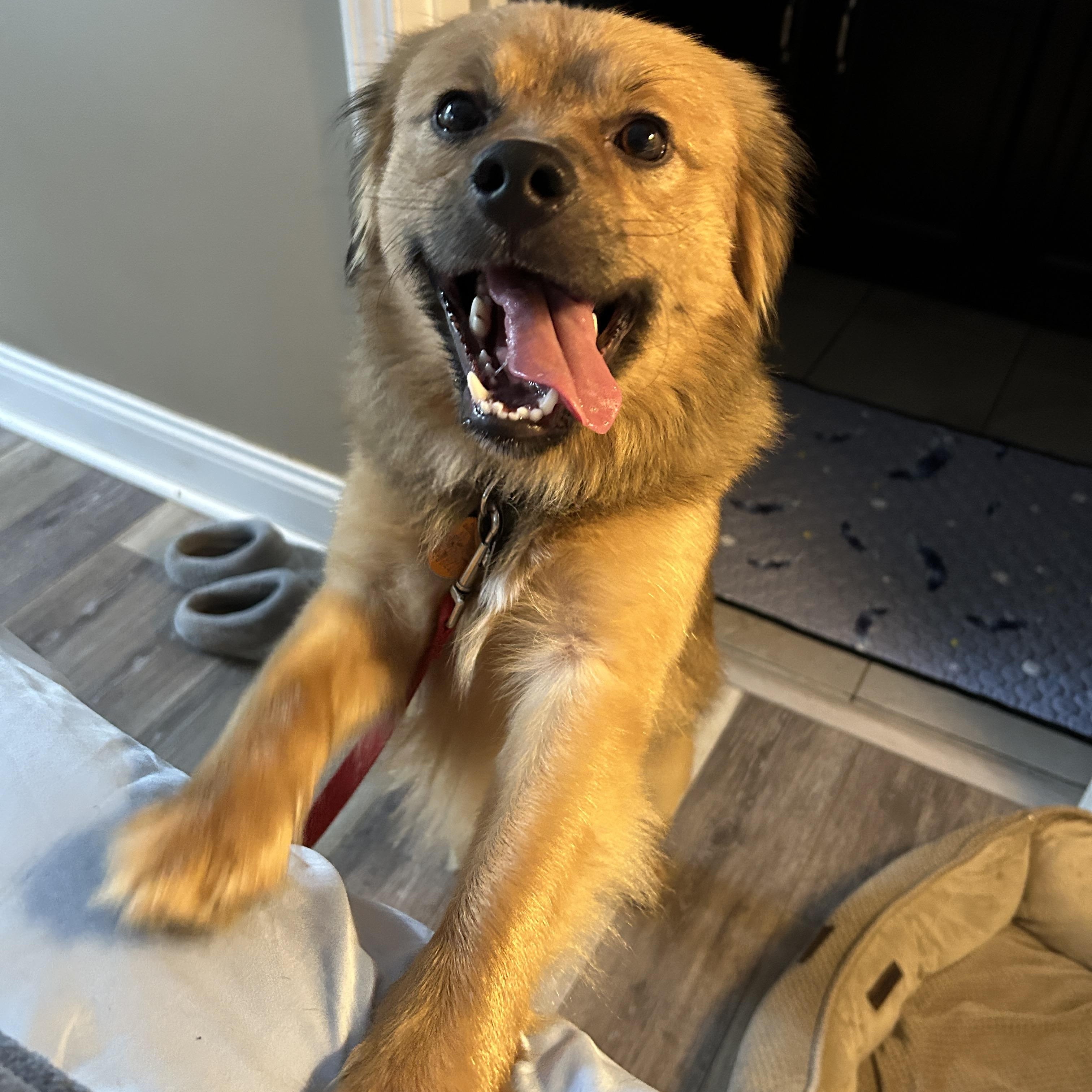 Enlarge Biscuit, a Adopted mixed breed in Scottsburg, IN image 4/4